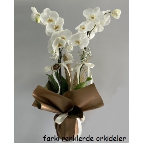 ikili beyaz orkide