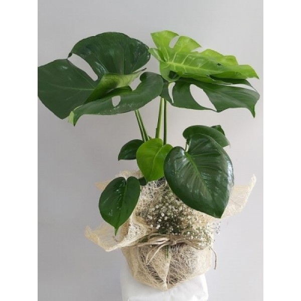 monstera deve tabanı